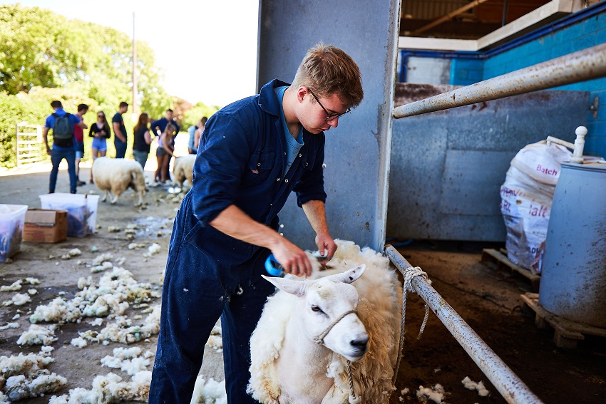 A student sheering a sheep.