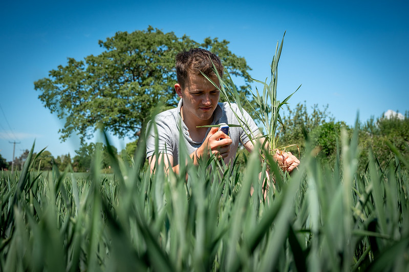 student inspecting crops