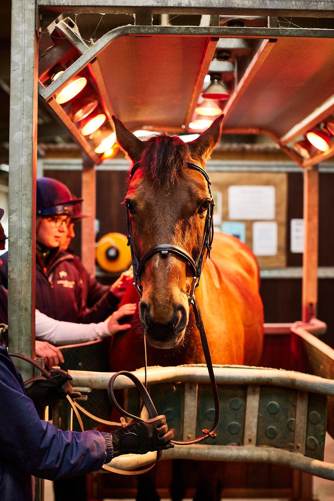 Students petting a horse