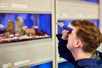 A UCAB student studying a tank of fish