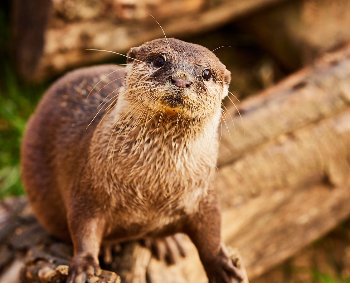 Otter on a log