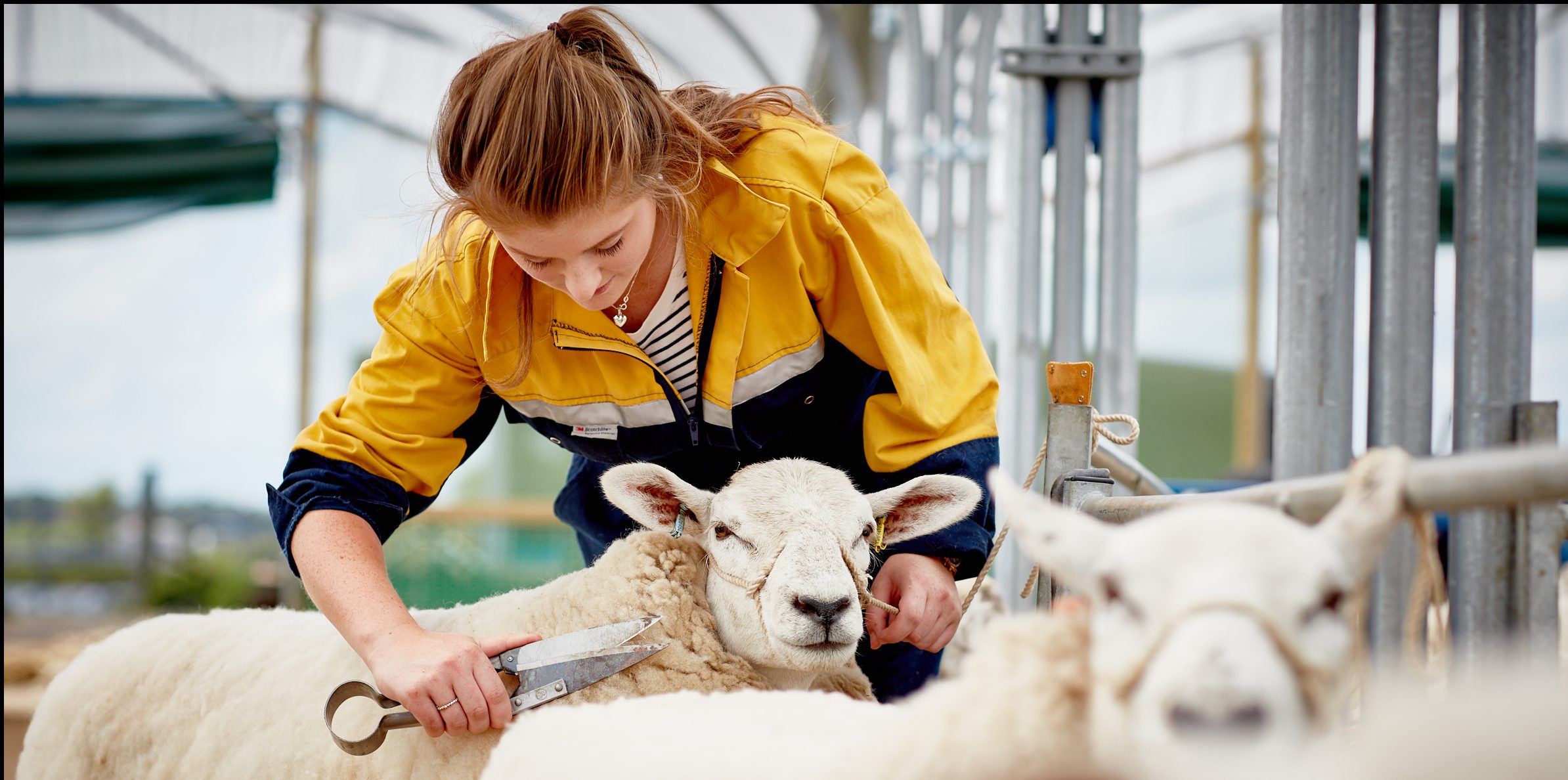 Agriculture Level 3 Livestock Pathway Course