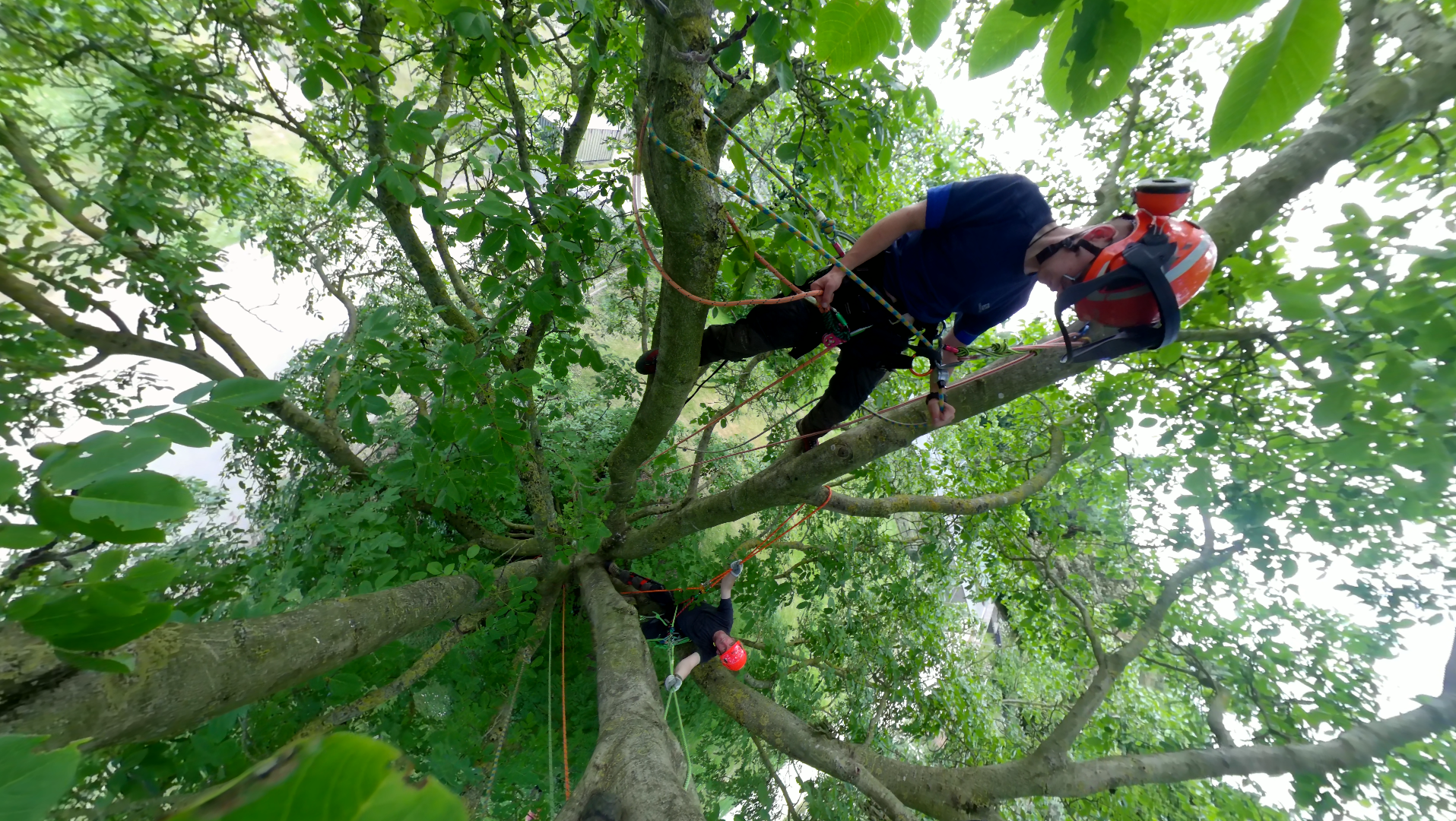 Arboriculture 360 experience