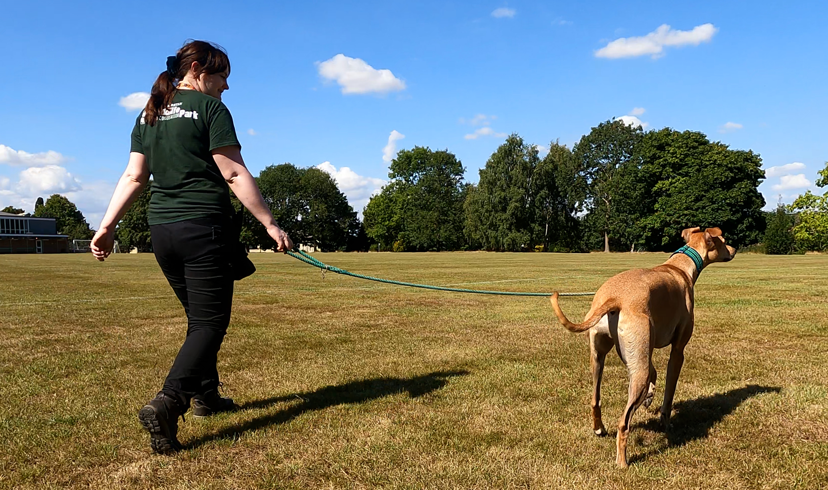 Dog being walked in field