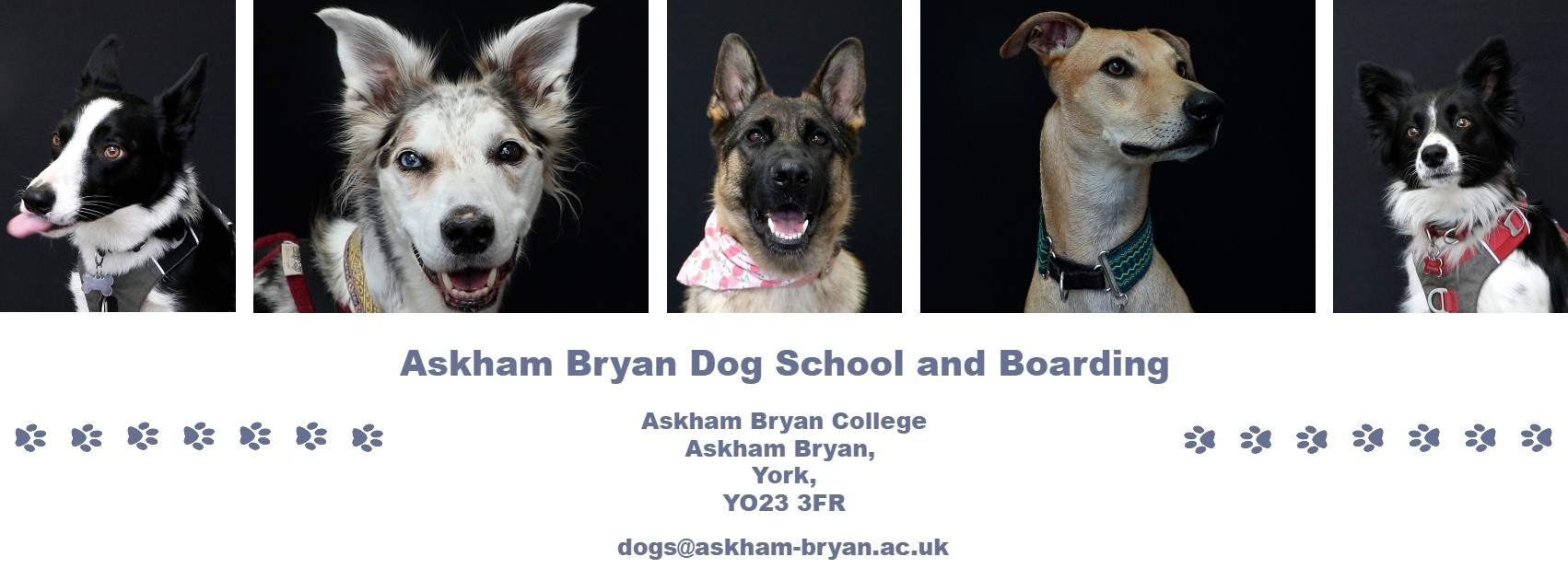 Boarding school dogs near me sale