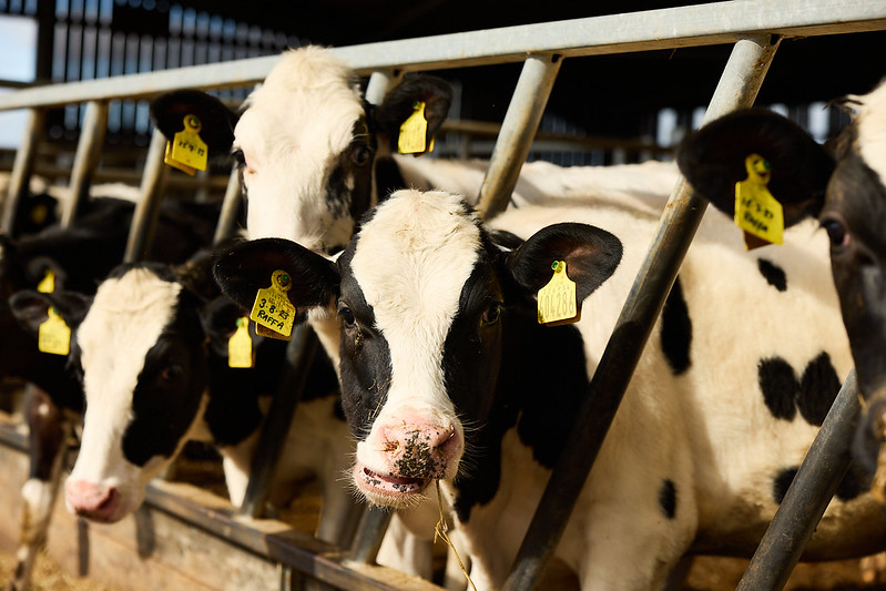 group of cows