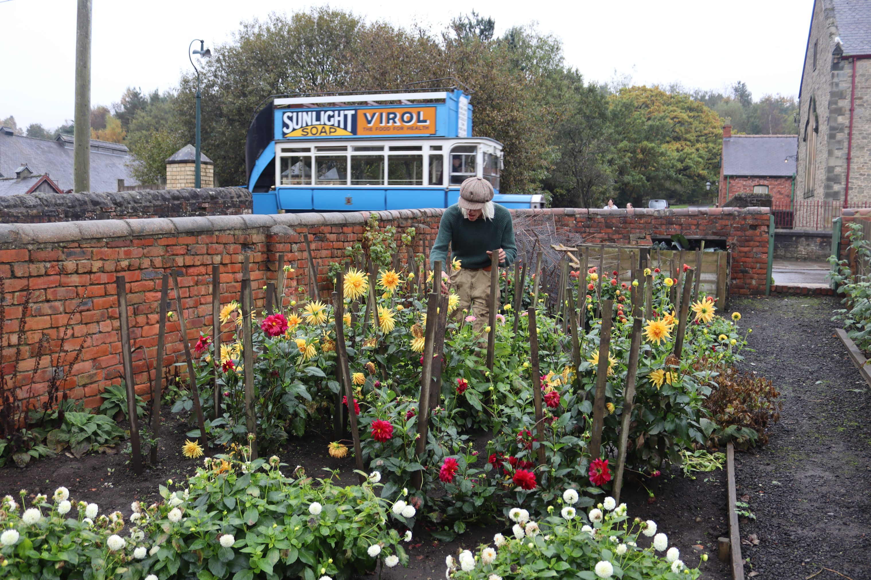 Gardener tending to dhalias in Pit Village garden.