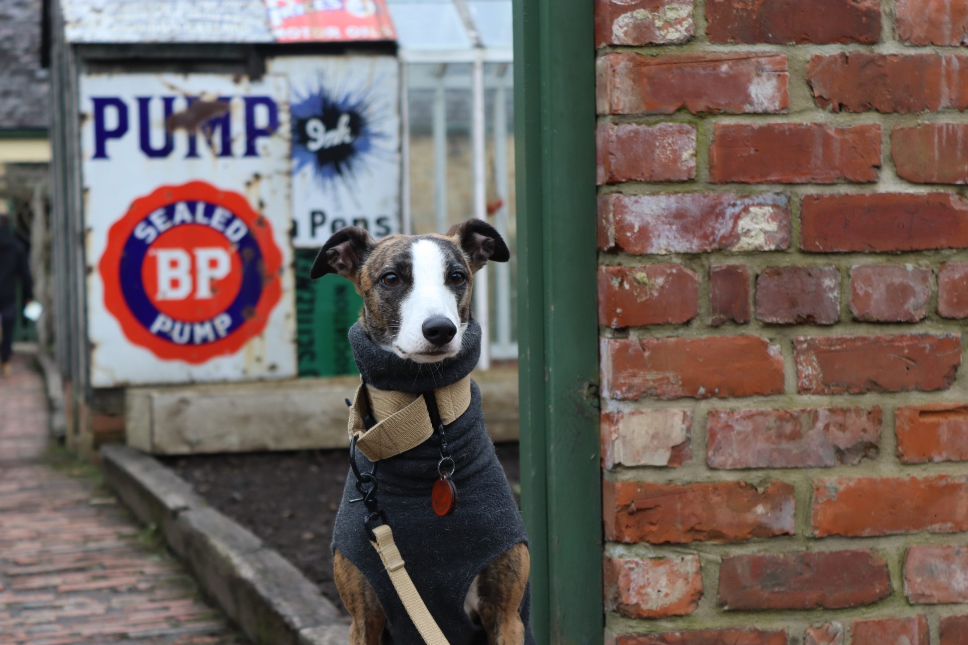 Dog stood in 1900s Pit Village
