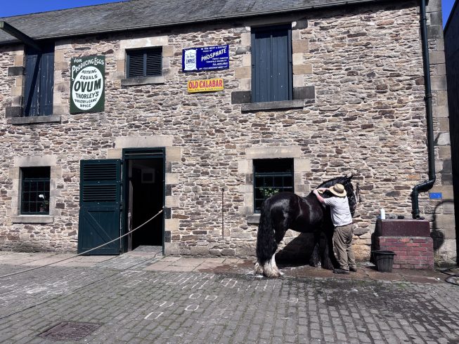 Horse being washed by costumed engager.