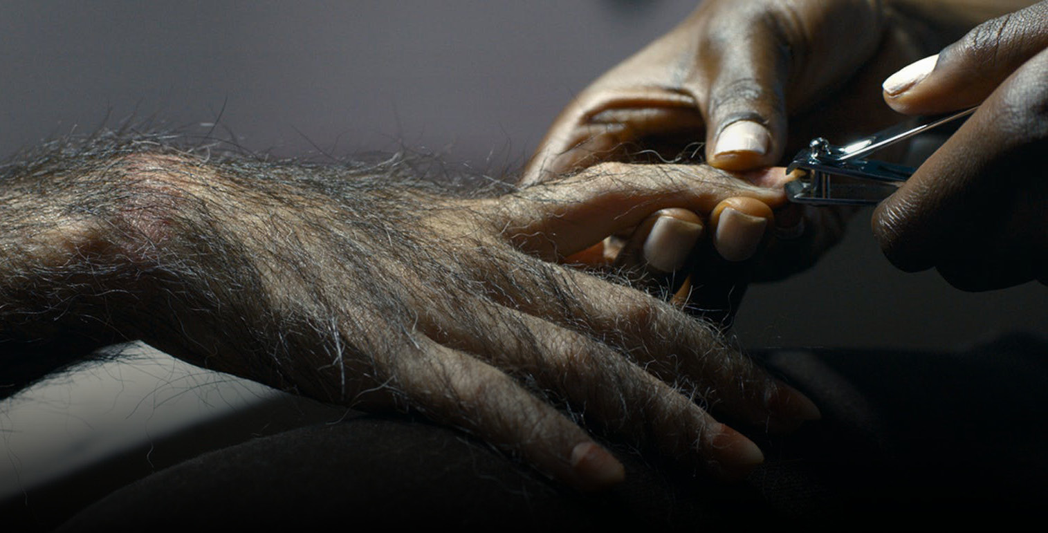 A hand clips the nails of what looks like a monkey's hand